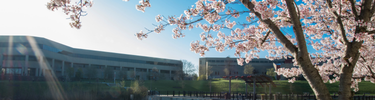 Photo of NKU campus with flowering tree in the foreground